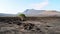 Lonely tree on the black volcanic soil