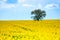 Lonely tree on the blooming colza field