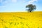 Lonely tree on the blooming colza field