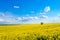 Lonely tree on the blooming colza field