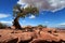 Lonely tree in Canyonlands, Utah