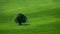 Lonely tree captured in green grassland, concept solitude
