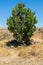 Lonely tree in the Caucasian mountains in autumn.