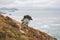 Lonely tree on coast on Atlantic ocean, Spain. Camino de Santiago landscape. Amazing coastal nature in autumn.