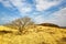 Lonely tree at the col TrÃ©dudon in the Monts d`ArrÃ©e in Brittany