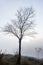 Lonely tree covered by cold fog