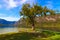 Lonely tree covered by green leaves near Lake Bohinj Bohinjsko jezero at sunny day. Concept of landscape and nature.