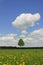 Lonely tree in dandelion meadow