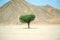 Lonely tree in the desert