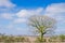 Lonely tree in the dessert with blue skyes