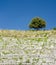 A lonely tree on the edge of ancient ruins