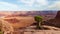 Lonely tree at the edge in Canyonlands. View from Basin Overlook in Dead Horse Point State Park