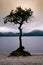 Lonely tree at the edge of a lake at sunset. Cloudy stormy sky. Longexposure , Loch Lomond Scotland