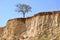 Lonely tree on the edge of sandstone cliff near Kuyalnik liman salt lake