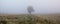 Lonely tree on the empty pasture in the morning mist