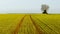 The lonely tree on farmland