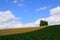 Lonely tree on farmland against blue sky during summer season in Biei, Hokkaido, Japan.