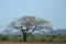 A lonely tree in the field