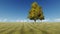 Lonely tree in field 3d realistic footage