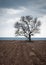 Lonely tree in the field