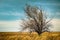 Lonely tree in the field