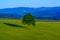 Lonely tree on the field in the evening