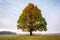 Lonely tree on a field. Fall autumn and golden colours