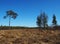 A lonely tree in a field. Pine stands on the edge of the forest. Details