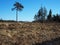 A lonely tree in a field. Pine stands on the edge of the forest. Details