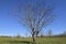 Lonely tree in the field separated.