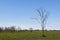 Lonely tree in the field separated.