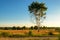 Lonely tree in the field under the blue sky.