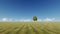 Lonely tree in field zoom in 3d realistic footage