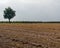 Lonely tree in the fields under cloudy sky