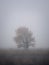 Lonely tree in a foggy field