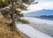 A lonely tree with gnarled roots on Katun River covered by ice in Mountain Altai, Russia