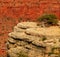 Lonely tree at Grand Canyon