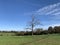 A lonely tree in a grassy landscape with the blue sky and white clouds