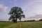 Lonely tree on a grassy plain.