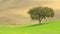 Lonely tree in a green field from Tuscany