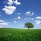 Lonely tree on green filed, the blue sky and white