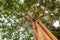 Lonely Tree With Green Foliage and Beautiful Branch From Low Angle View, Natural Scenery Background of Giant Tree at Daylight.