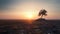 Lonely tree growing on the garbage dump, field at the sunset with copy space