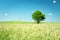 Lonely tree growing in grain, horizon and summer blue sky