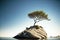 lonely tree growing on low rock in empty under clear blue sky