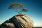 lonely tree growing on low rock in empty under clear blue sky