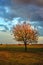 a lonely tree growing in the midst of fields