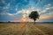 Lonely tree growing on stubble, clouds on sky and sunset