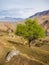 Lonely tree growing on top of the rock. High-altitude pasture in spring