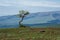 Lonely tree growing on top of the rock. High-altitude pasture in spring